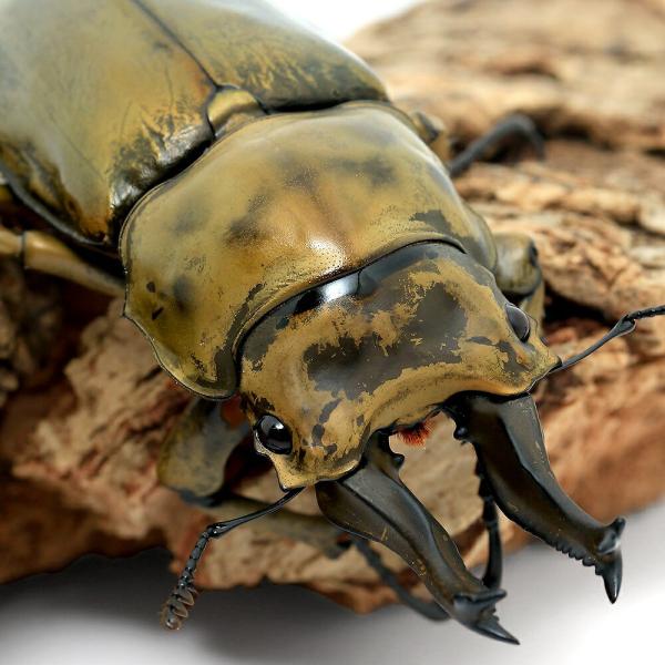 昆虫）オウゴンオニクワガタ 西ジャワ ハリムン産 成虫 WD 65