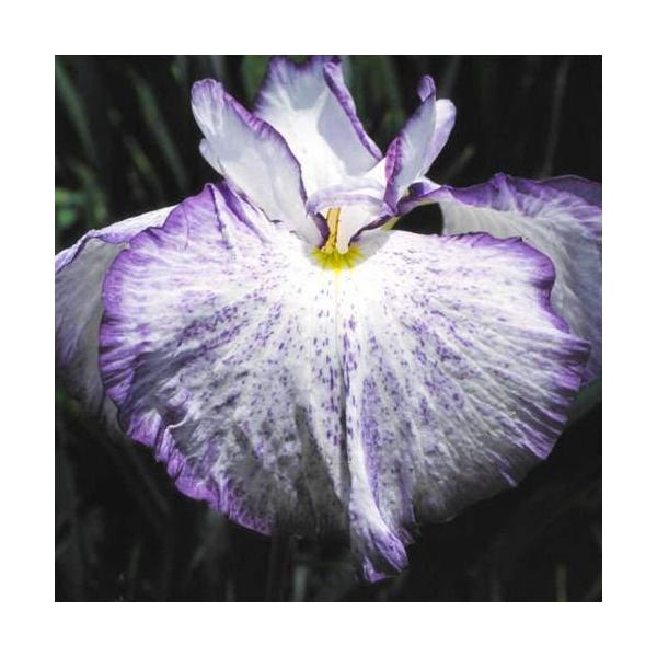 （ビオトープ）水生植物　花菖蒲　蛍舟（ホタルブネ）肥後系白地に紫覆輪三英花（１ポット）