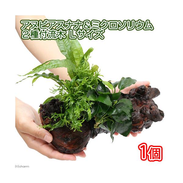 chanetgarden_402330
