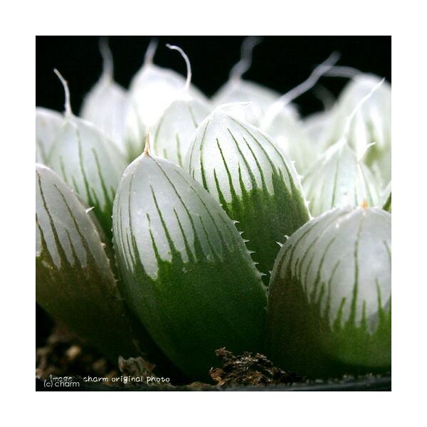 （多肉植物）ハオルチア　オブツーサ　２．５〜３号（１鉢）