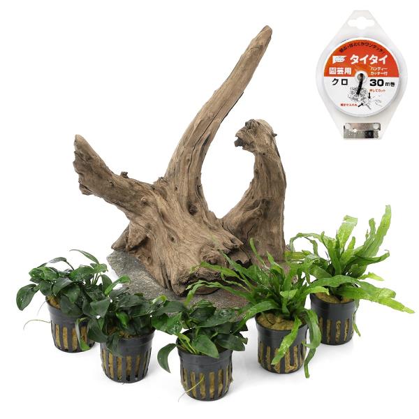 水草）一点物 レイアウト流木と水草セット NO．82（水上葉）（1