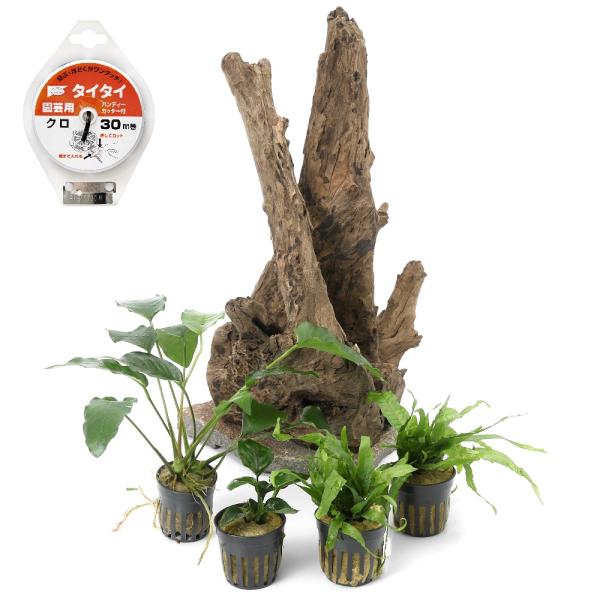 水草）一点物 レイアウト流木と水草セット NO．86（水上葉）（1