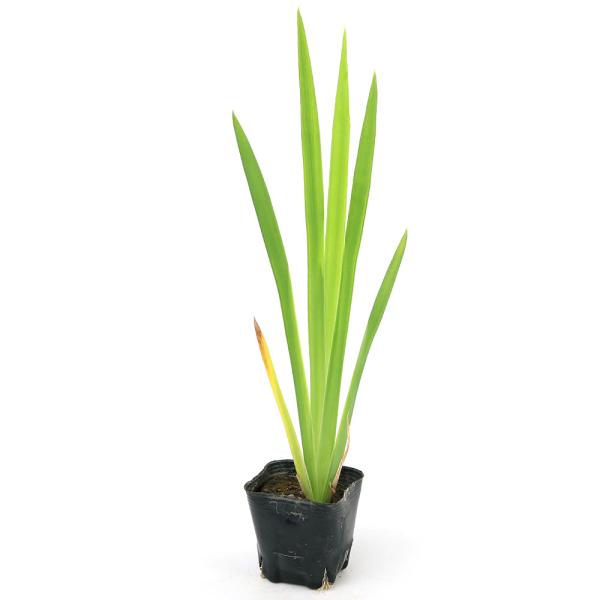（ビオトープ）水生植物　原種　カキツバタ（杜若）紫花（１ポット）