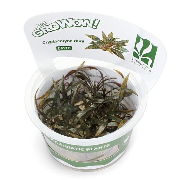 （水草）組織培養ＧＲＯＷＯＷ！ クリプトコリネ ヌーリー（無農薬）（１カップ） D81 TC