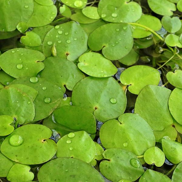 水草）アメリカン フロッグビット（フロリダ便）（水上葉）（3株