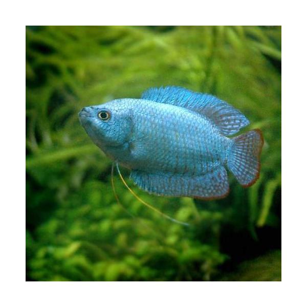 （熱帯魚）コバルトブルー・ドワーフグラミー（１ペア）　北海道・九州航空便要保温