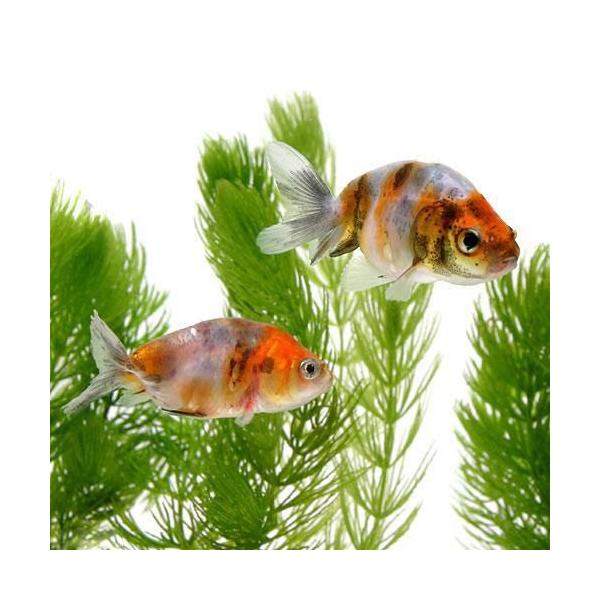 （国産金魚）江戸錦（１匹）
