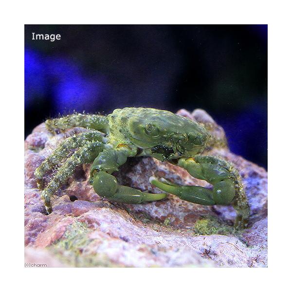 （海水魚）カニ　エメラルドグリーンクラブ（１匹）　北海道・九州航空便要保温