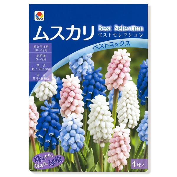 （観葉植物）ムスカリ球根　ベストセレクション　ベストミックス（４種混合）　４球詰（１袋）