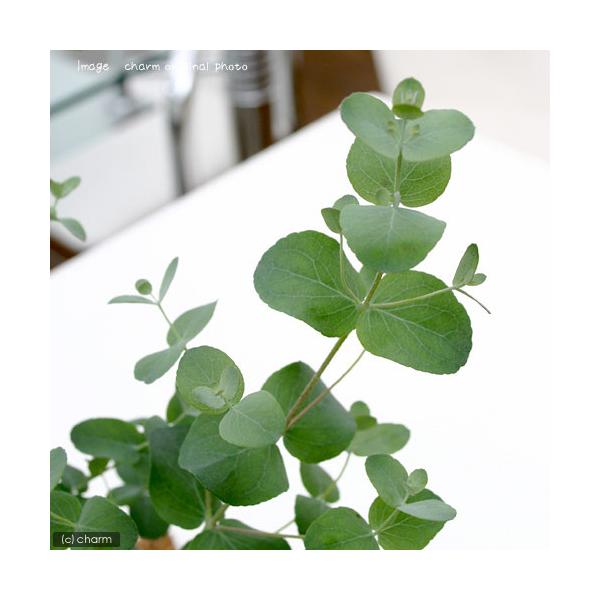 （観葉植物）ユーカリ　グニー　３〜３．５号（１ポット）　家庭菜園　オージープランツ