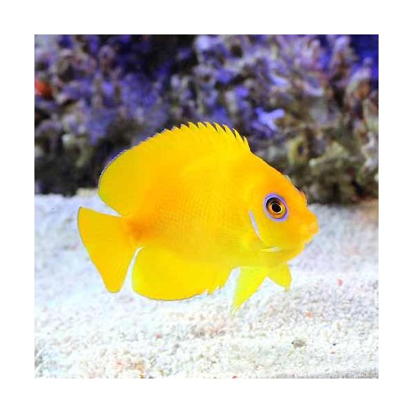 （海水魚）ヤッコ　フィジー産　レモンピールエンゼル（１匹）　北海道航空便要保温