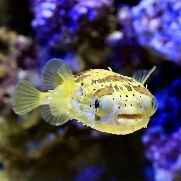 （海水魚）ハリセンボン Ｌサイズ（１匹）