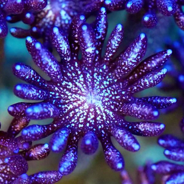 （サンゴ）ラメハナガササンゴ Ｇｌｉｔｔｅｒ Ｇｏｎｉｏｐｏｒａ ハイグレード ポリカプラグＭ ｐ-４１