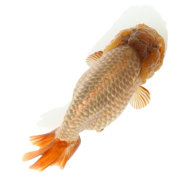 金魚）一点物 瑪瑙らんちゅう（中国産）9cm±（1匹） : charm 第2