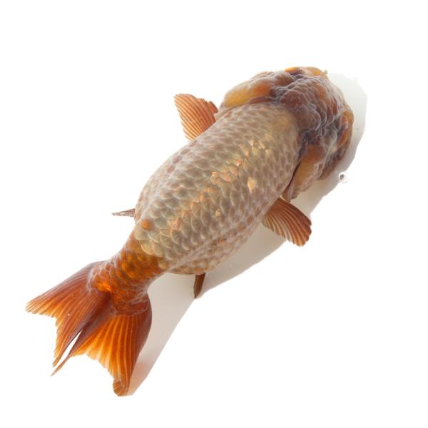 金魚）一点物 瑪瑙らんちゅう（中国産）9cm±（1匹） : charm 第2