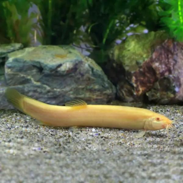 （淡水魚）ストロベリーローチ　Ｍサイズ　９〜１１ｃｍ（１匹）