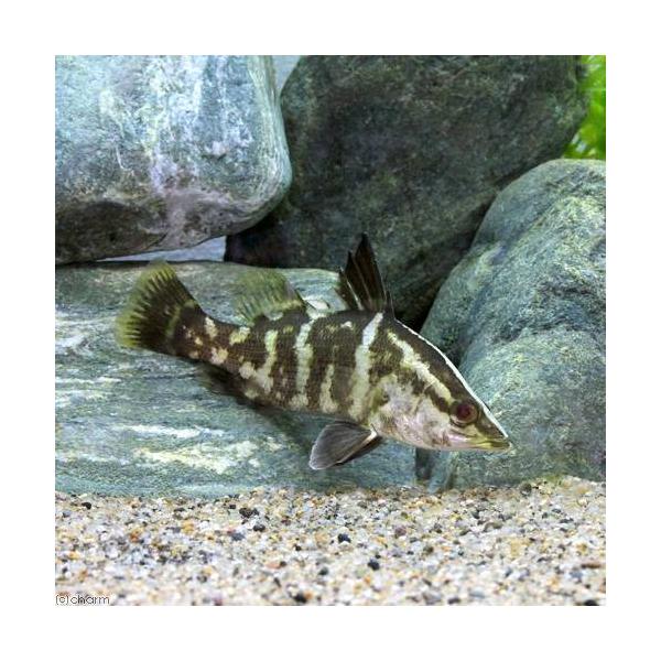 （淡水魚）アカメ　８〜１０ｃｍ（１匹）