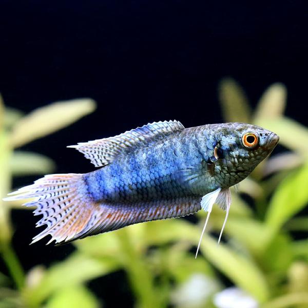 （熱帯魚）ブルーゼブラタイラント　パラダイスフィッシュ（１匹）　北海道航空便要保温