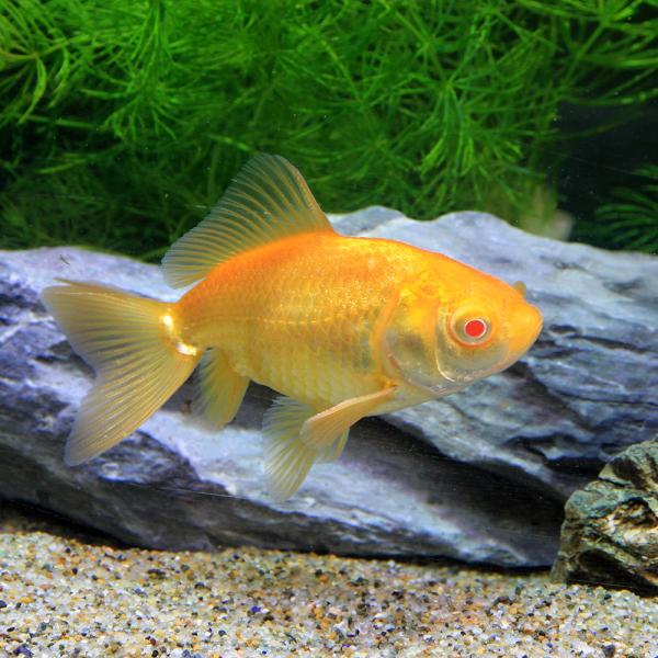 chanetgarden_653440