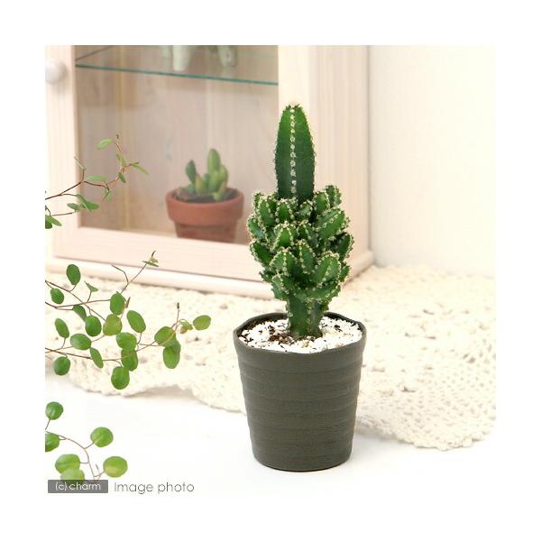 （多肉植物）サボテン　セレウス　ペルヴィアナス　２．５〜３号（１鉢）