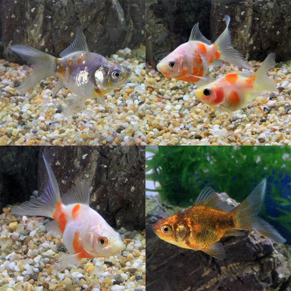 （国産金魚）玉サバ　色指定なし（１匹）