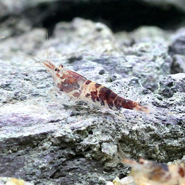 （エビ）スラウェシ　マンボビーシュリンプ（４匹）　北海道航空便要保温