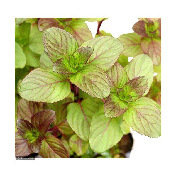 （ビオトープ）水生植物　ウォーターミント（１ポット）　湿性植物