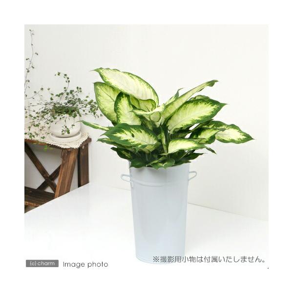 （観葉植物）ディフェンバキア カミーラ ６号（１鉢）