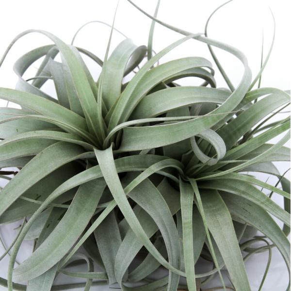 観葉植物）エアープランツ チランジア キセログラフィカ XLサイズ