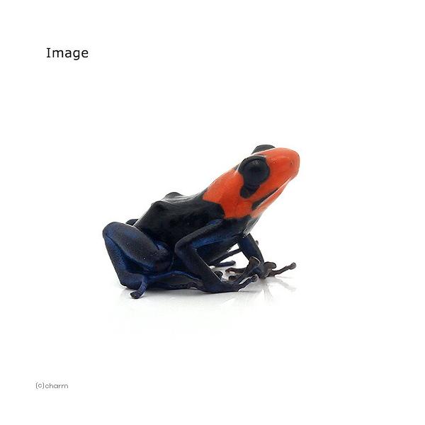 chanetgarden_801877