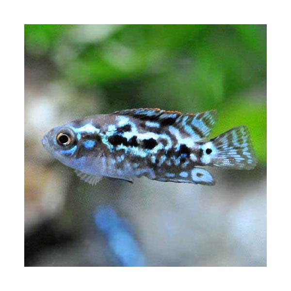 （熱帯魚）ブルーデンプシー（１匹） 北海道・九州航空便要保温