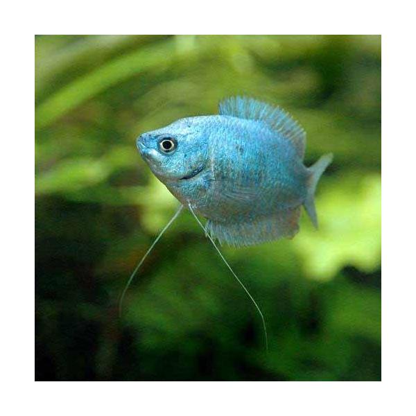 （熱帯魚）コバルトブルー・ドワーフグラミー（メス）（１匹）　北海道航空便要保温
