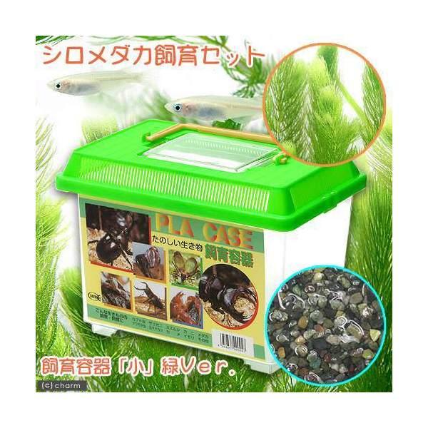 （めだか）（水草）シロメダカ飼育セット（飼育容器　小　緑（２２５×１５０×１６５ｍｍ）Ｖｅｒ．）　説明書付本州四国限定　お一人様１点限り