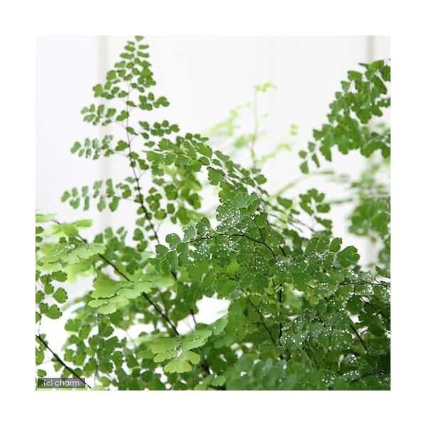（観葉植物）アジアンタム　５号（１鉢）