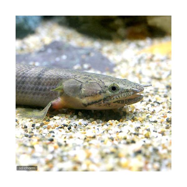 （熱帯魚）ポリプテルス・ウィークシー（ワイルド）（１匹） 北海道・九州航空便要保温