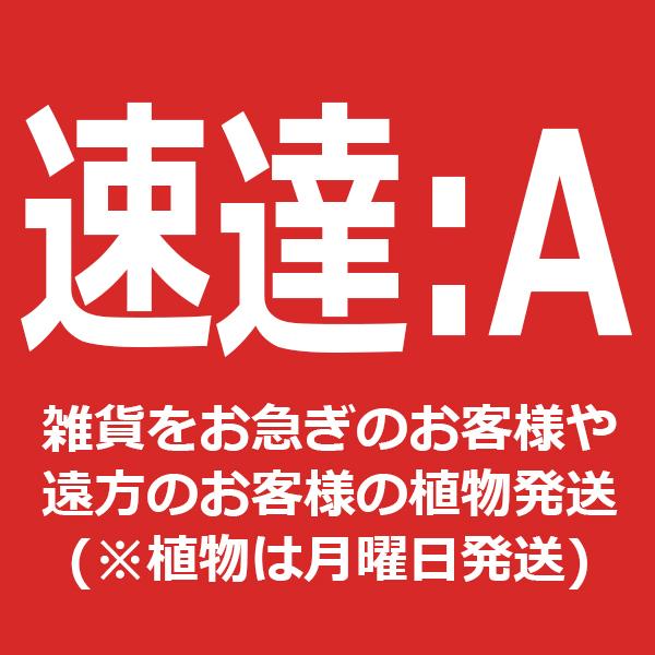 速達-第四種郵便等(〜250g迄) : Charmers-Yahoo!店 - 通販 - Yahoo