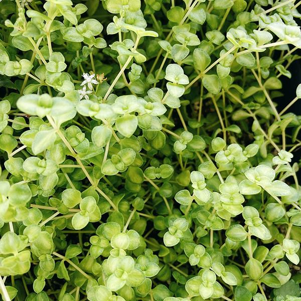 多肉植物/セダム/グランドカバー/リトルフロッジー（〜50g以内