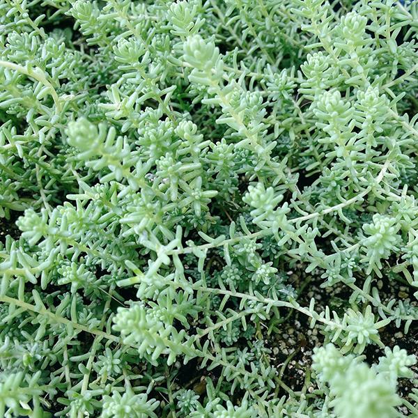 多肉植物/セダム/グランドカバー/ミルキーウェイ（5cmX15本