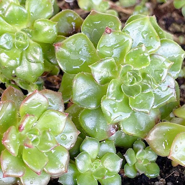 多肉植物/レディジア（月曜日発送：4月27日〜5月4日の週は祝日を挟む為