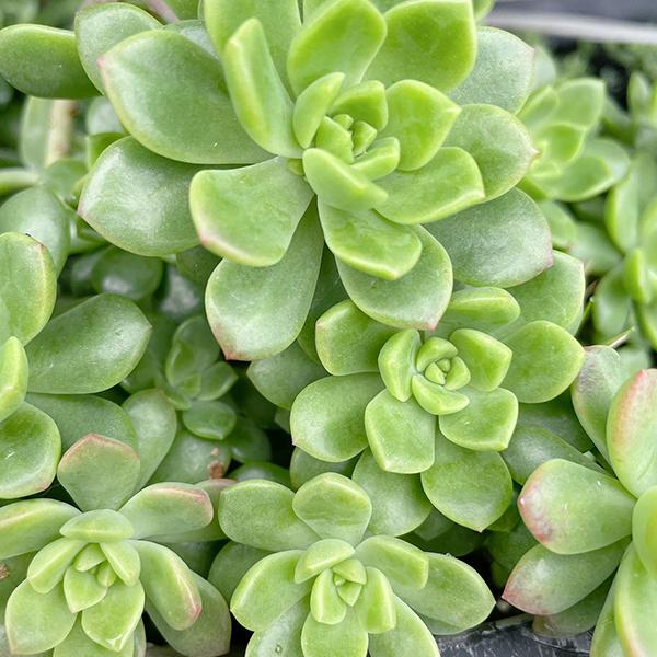 専用　多肉植物　マッコス 多肉植物/マッコス（月曜日発送：7月20日の週は祝日の為、7月27日