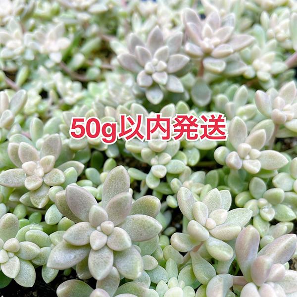 多肉植物/姫秋麗 姫秀麗 多肉丼（〜50g以内発送：月曜日発送：7月20 