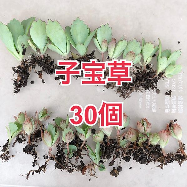 多肉植物 子宝草 5 30個 霜注意 50g以内 月曜日発送 10月31日の週は祝日を挟む為 翌週へ回します Plants 100 Charmers Yahoo 店 通販 Yahoo ショッピング