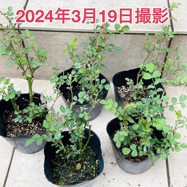 バラ苗　　ミサキ 植物/挿し木苗/マイクロミニバラ ミサキ みさき 10.5cm(L