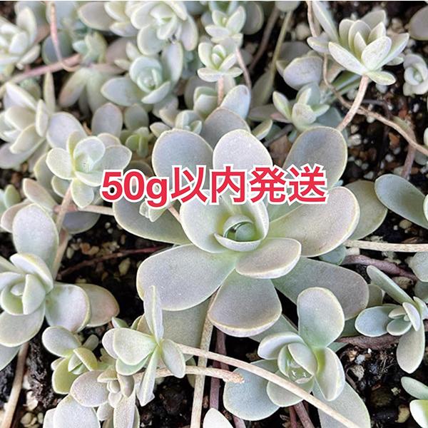 多肉植物/子持ち蓮華（〜50g以内発送：月曜日発送：7月20日の週は