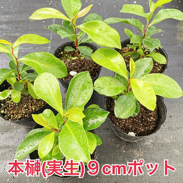 ま*く様 ❤️2025実生苗セットc 同じセット暫く出来ません ポッポ様専用 農薬不使用 カラタチ実生25苗B＋60苗5〜8㎝ - メルカリ