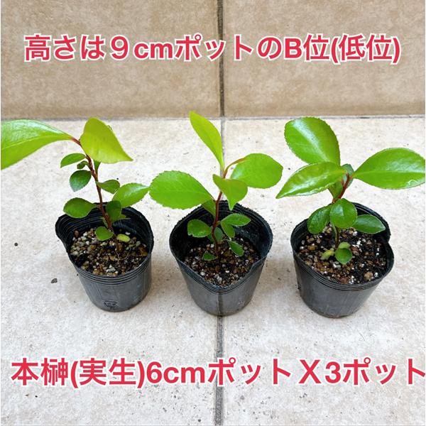 植物/本榊 実生苗 低位 6cmポット3苗セット（月曜日発送：9月21日の