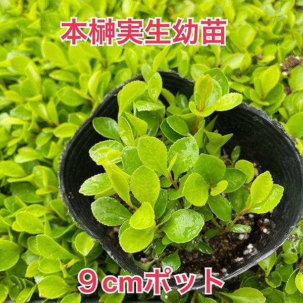 【抜き苗　実生　10本】greenhiroshi 植物/本榊 実生 幼苗 9cmポット 複数本(写真は約30本以上)（月曜日