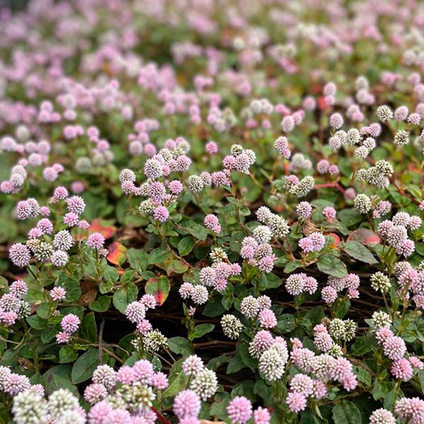 植物/ヒメツルソバ(ポリゴナム) （〜50g以内：月曜日発送：2月23日の