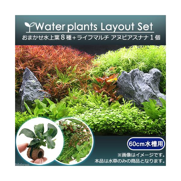 【チャーム】おまかせ水上葉 レイアウトセット 60cm水槽用 8種 +ライフマルチ アヌビアスナナ(1個)（434349）