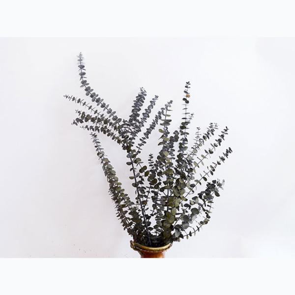 ユーカリ・ベビーブルーのナチュラルドライフラワー魅力解説